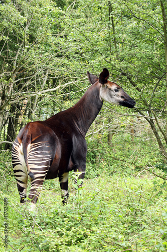 Okapi