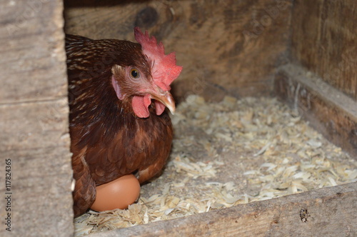 Hen on egg