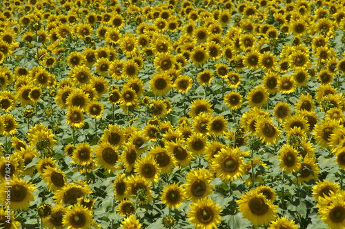                                       The Sunflowers in Akeno Sunflower Farm 