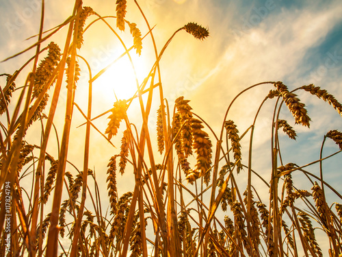 Reife Weizenähren im Sonnenschein photo