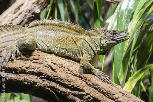 Lizard sitting on a tree trunk.