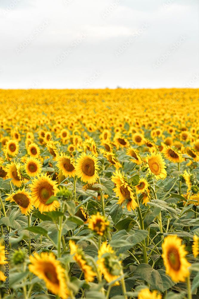 Naklejka premium Bright yellow sunflowers