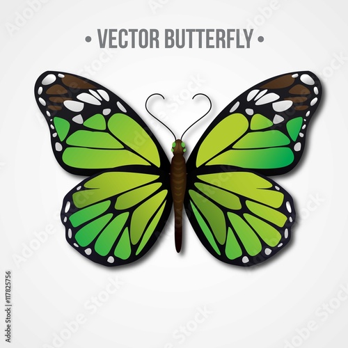 Canvas Print Green realistic butterfly