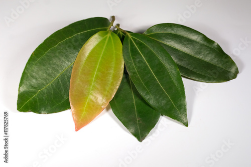 Cinnamon (Cinnamomum verum)