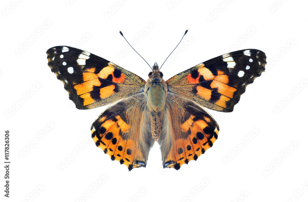 Fototapeta premium Malujący dama motyl, odizolowywający na bielu