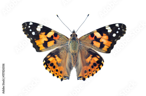 Painted lady butterfly, isolated on white