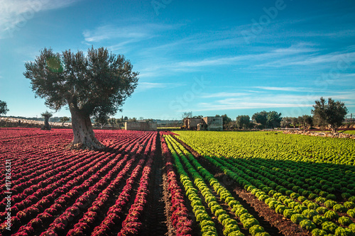 Colorful landscape in Puglia