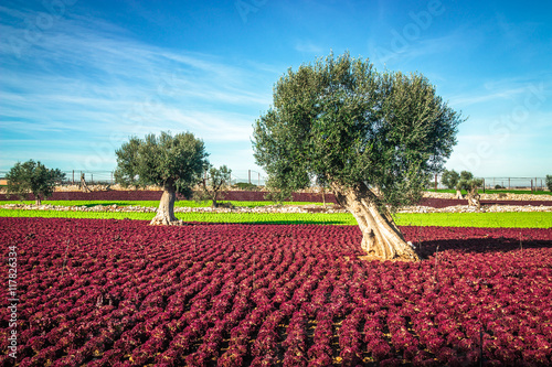 Colorful landscape in Puglia