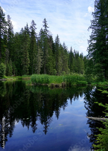 Woodland Lake with Blue Sky Reflected in a Still Pond Surrounded by a Pine Forest