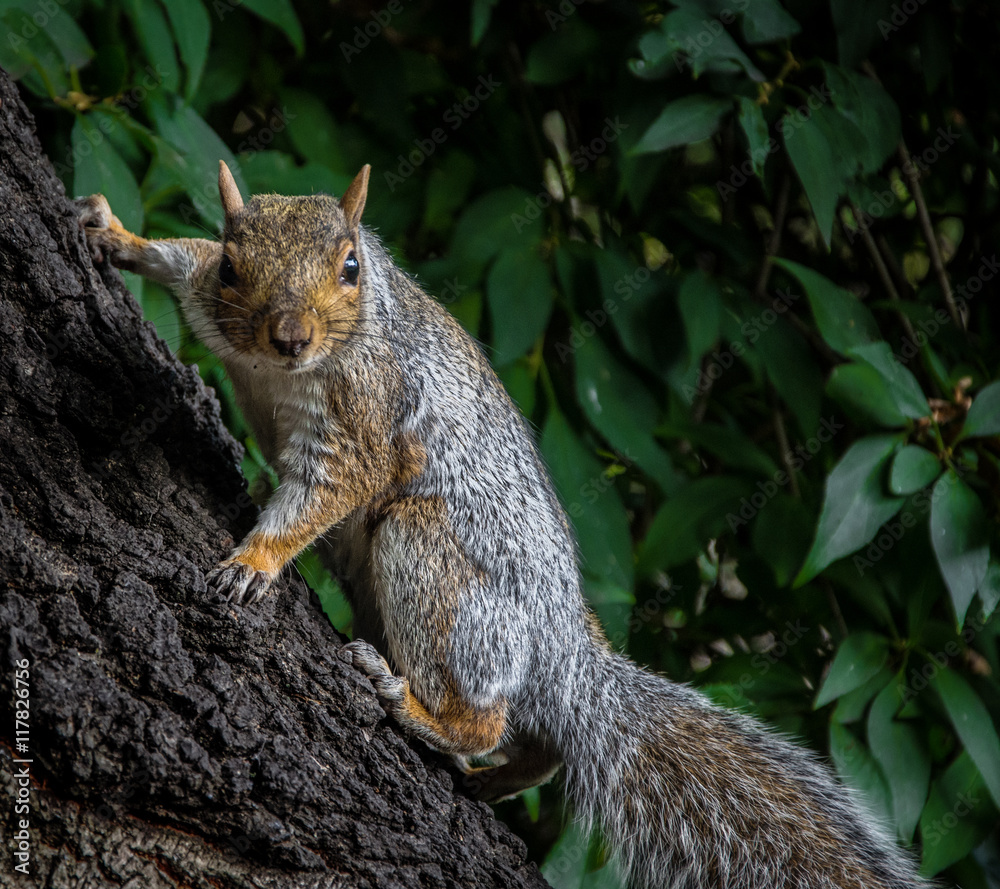 Squirrel on a tree in a park in York, England, the United Kingdom Squirrel on a tree in a park in York, England, the United Kingdom
