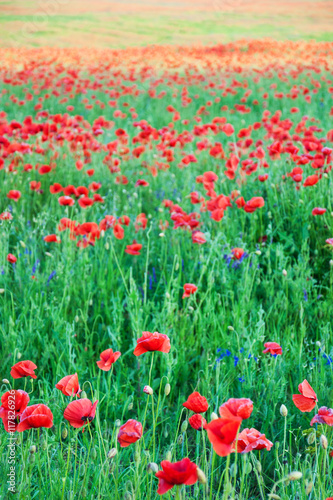 meadow with beautiful red poppy flowers
