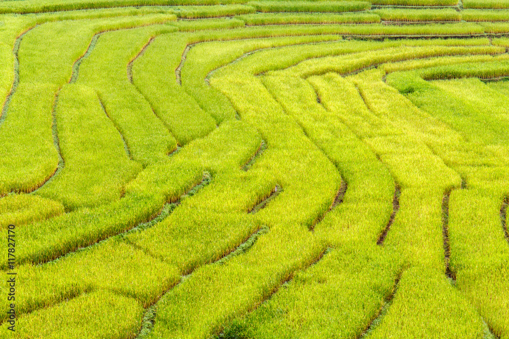 Green Terraced Rice Field in Mae La Noi, Maehongson Province, Thailand