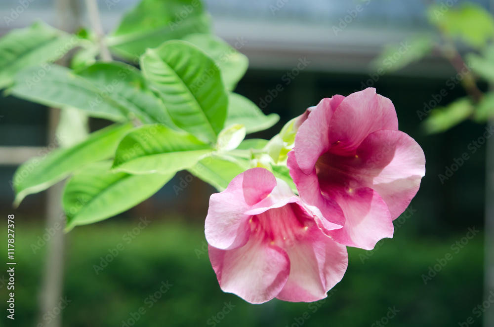 Obraz premium Pink desert rose flower