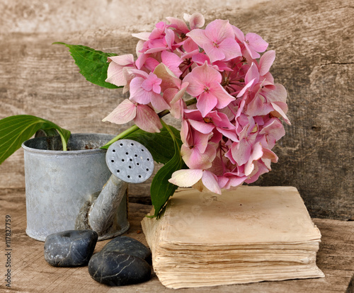 Fényképezés hortensia dans arrosoir sur vieux bois avec ancien livre