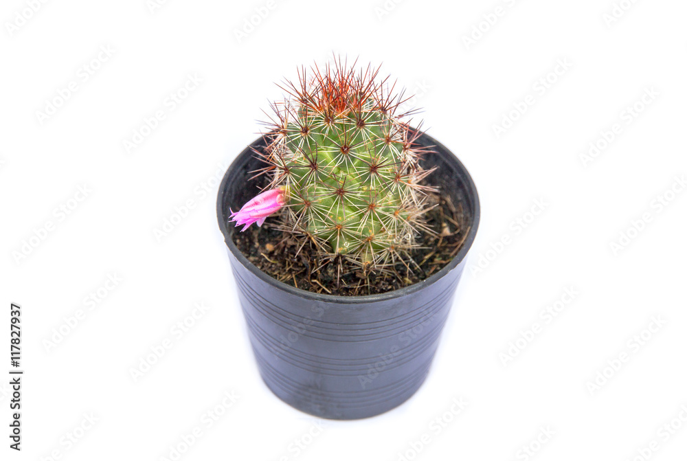 Small green cactus in a flower pot Small green cactus in a flower pot