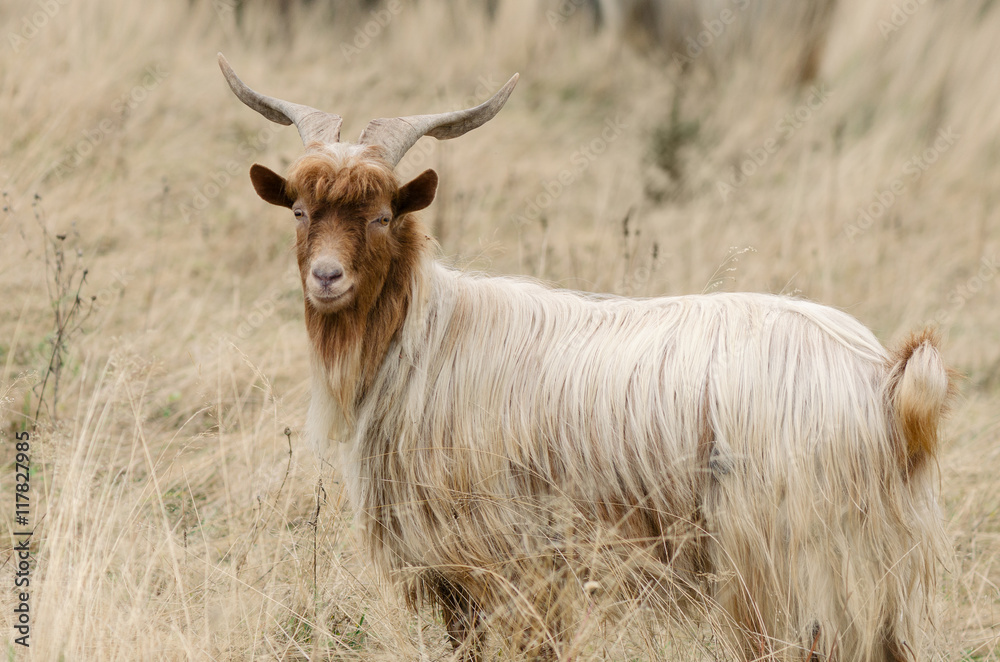 Portrait of redhead goat on the pasture Portrait of redhead goat on the pasture