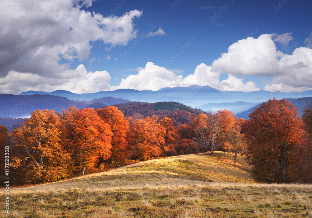 Autumn Landscape with beech forest in the mountains