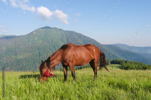Summer landscape in the mountains. A brown horse with red bows in the pasture. Sunny day. High mountain in the background. Karpaty, Ukraine, Europe