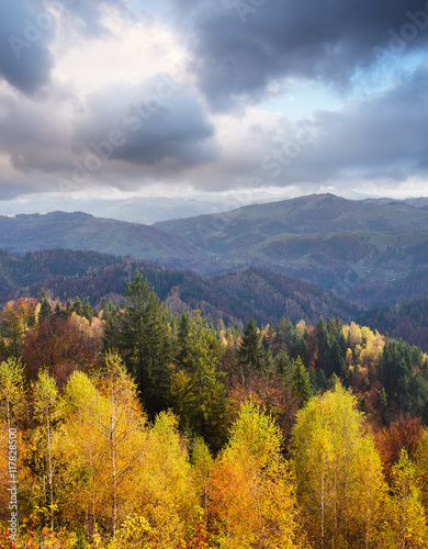 Autumn Landscape with birch forest in the mountains