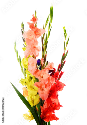Photo Composition with bouquet of gladiolus flowers