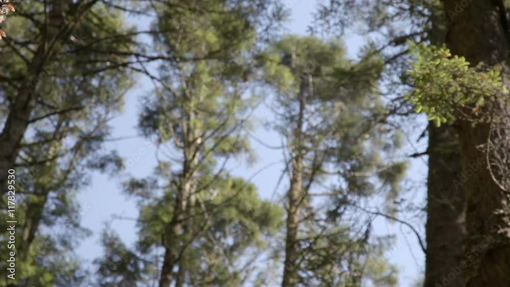 the amazing monarch butterfly sanctuary in mexico the amazing monarch butterfly sanctuary in mexico