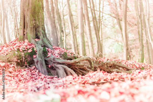 Fotografie Blurred Fall landscape background
