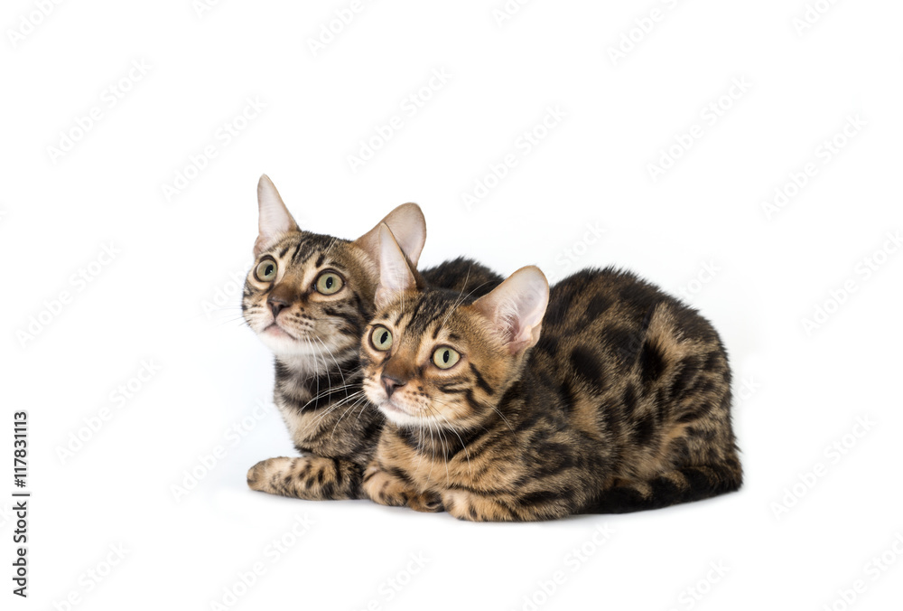 Two kitten Abyssinian, isolated on white