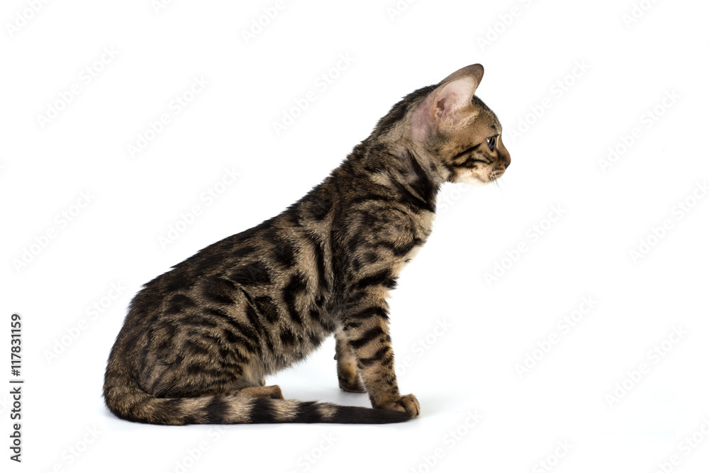 Kitten Abyssinian, isolated on white Kitten Abyssinian, isolated on white