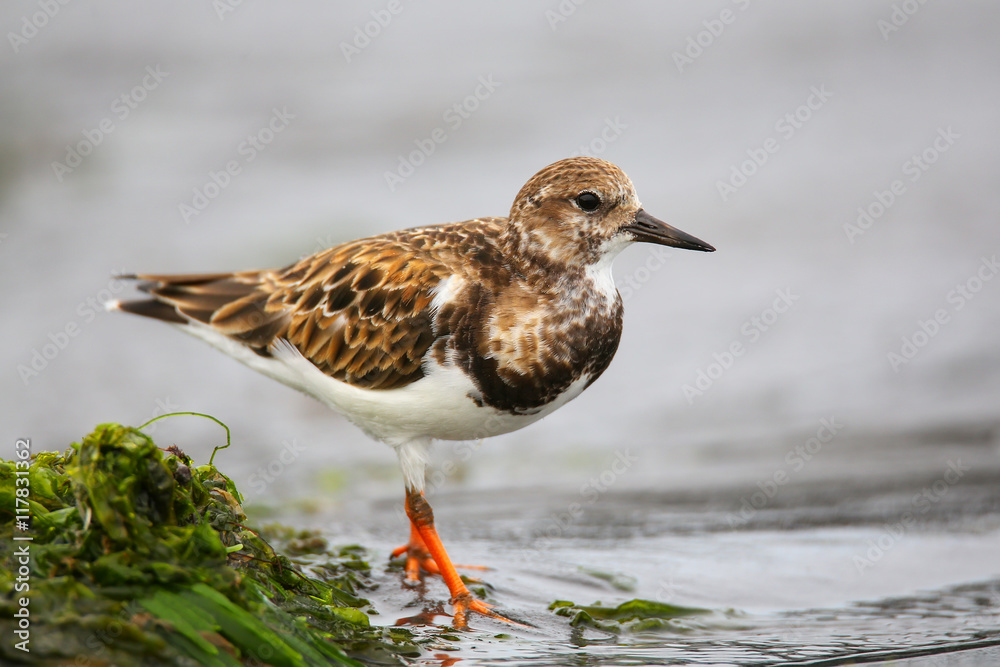 Ruddy Turnstone on the beach of Paracas Bay, Peru Ruddy Turnstone on the beach of Paracas Bay, Peru