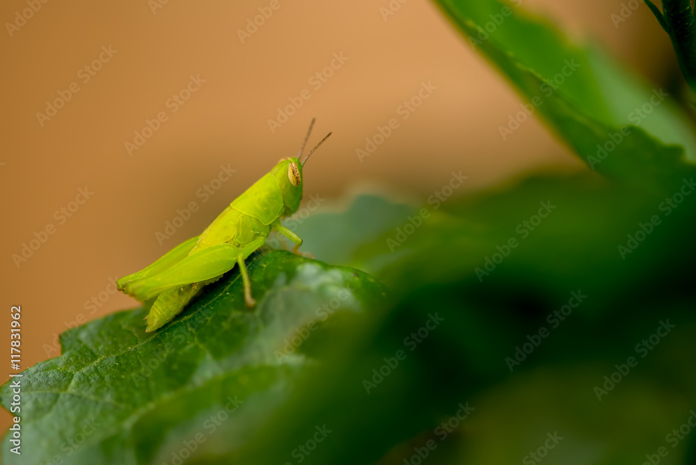 The grasshopper sit on the leaf The grasshopper sit on the leaf