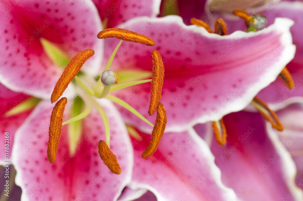 Pink Lily Flower