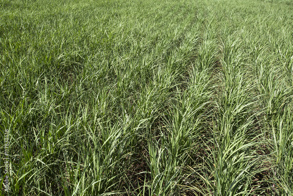 Obraz premium Sugarcane plantation