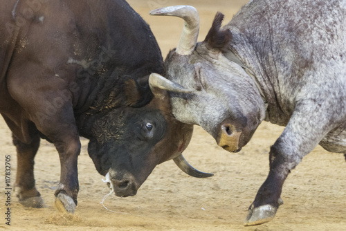 fighting bulls in a bullring in Spain © bykofoto