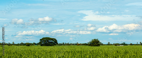 Aerial of sugarcane crops 