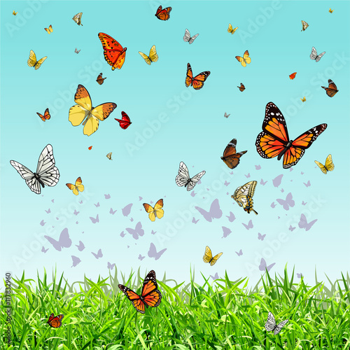 different butterflies flying over the green grass