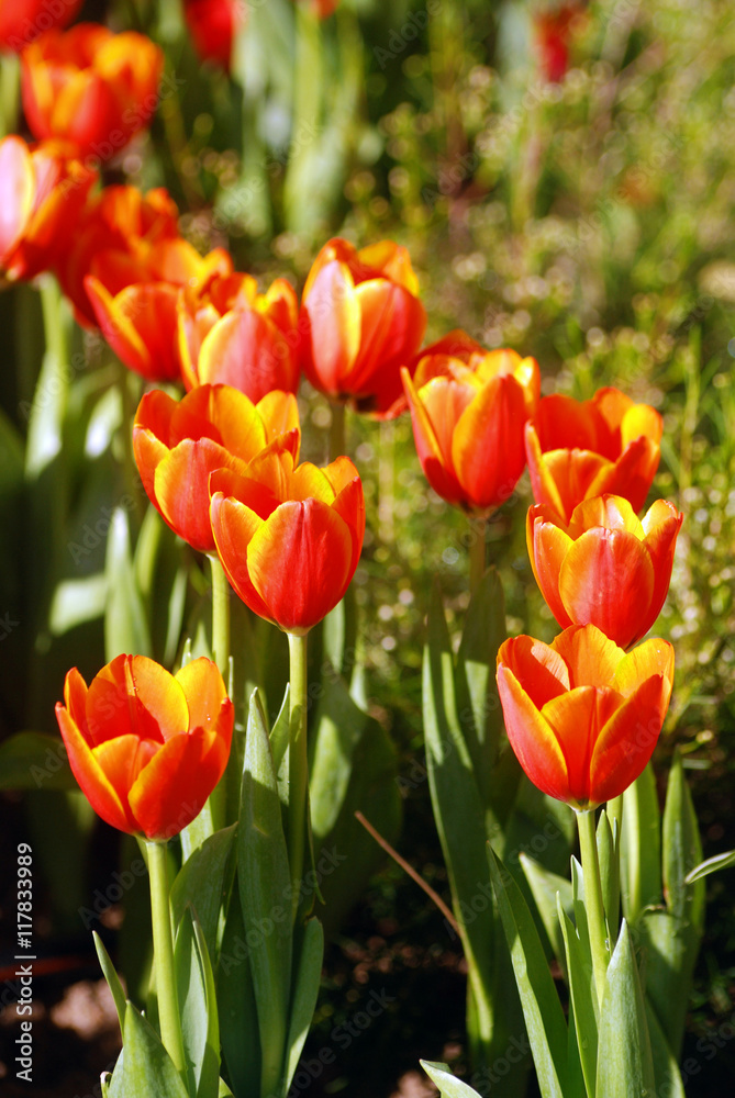 close up beautiful red tulips blooming in outdoor garden close up beautiful red tulips blooming in outdoor garden