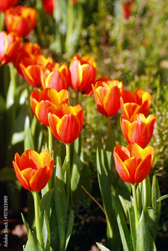close up beautiful red tulips blooming in outdoor garden