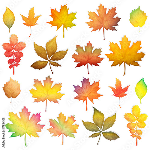 Colorful autumn leaves set on white background