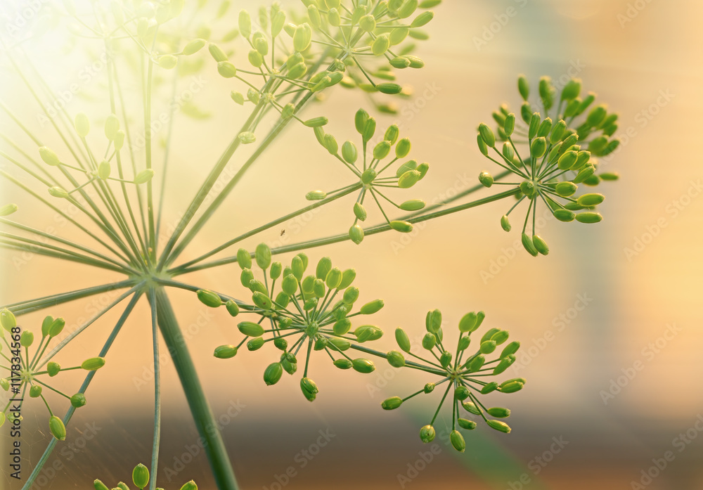 Umbrella dill flower Umbrella dill flower