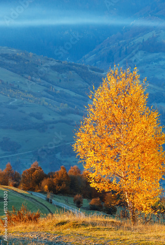 Golden birch trees in misty autumn mountain.