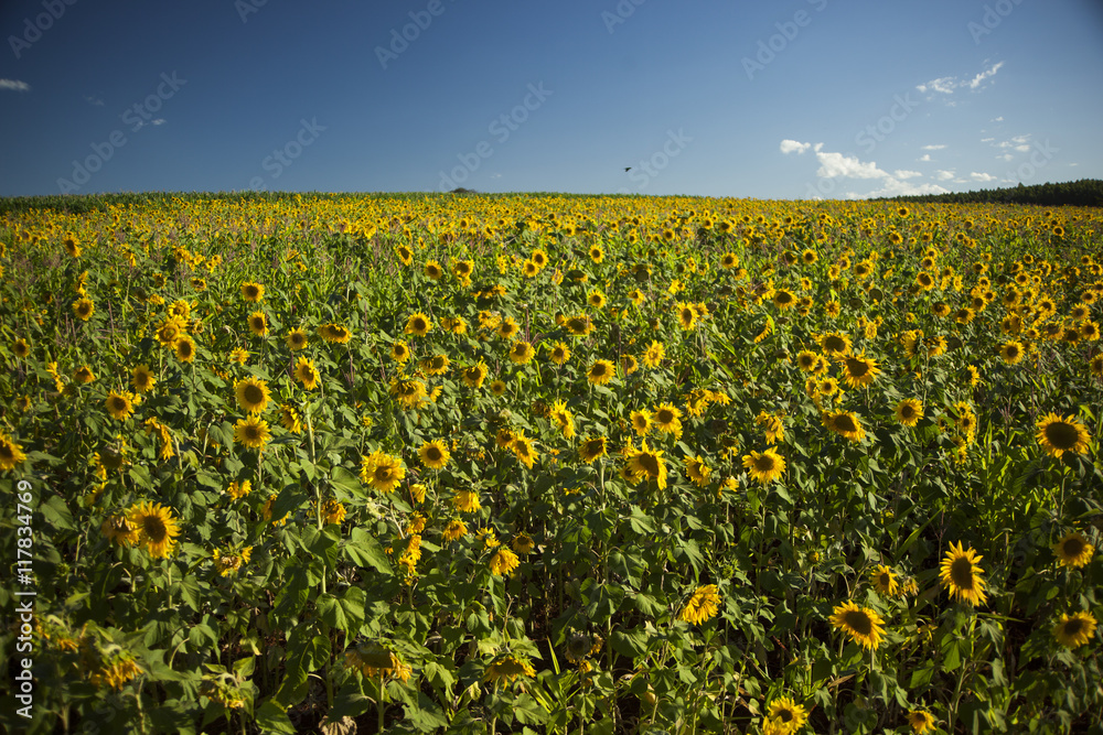 Fototapeta premium Sunflower field
