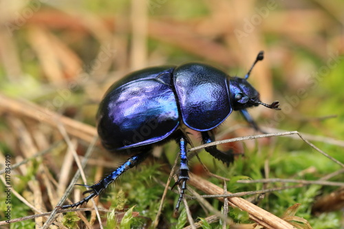 Waldmistkäfer 