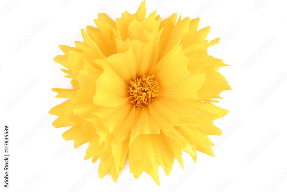 yellow flower coreopsis isolated on white yellow flower coreopsis isolated on white