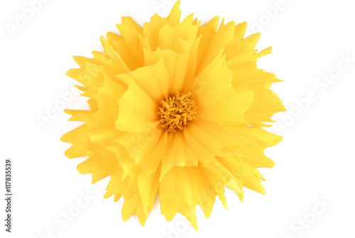 yellow flower coreopsis  isolated on white