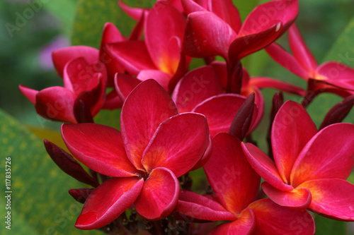 Tropical flowers frangipani  plumeria 