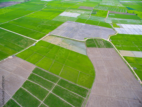 The aerial view of rice field in northern Thailand during the beginning of planting season.