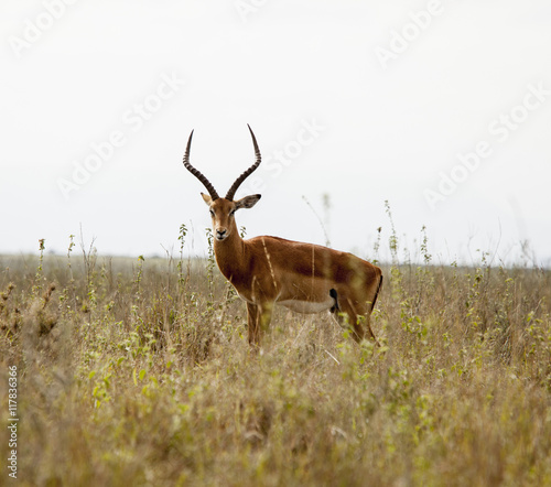 Wild impala in Kenya © Wollwerth Imagery