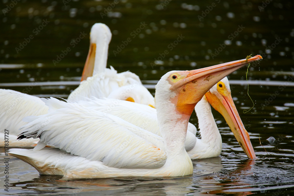 White Pelicans (Pelecanus erythrorhynchos) feeding White Pelicans (Pelecanus erythrorhynchos) feeding