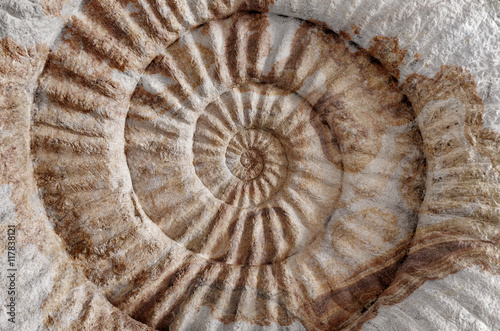 ammonite prehistoric fossil