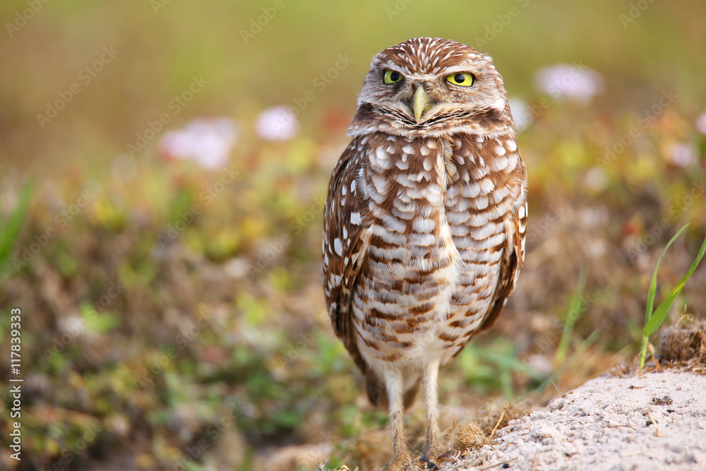 Burrowing Owl standing on the ground Burrowing Owl standing on the ground